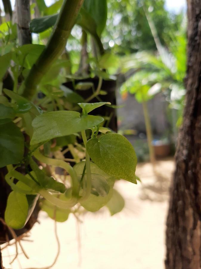 Connect Lejlighed Phan Thiết Eksteriør billede